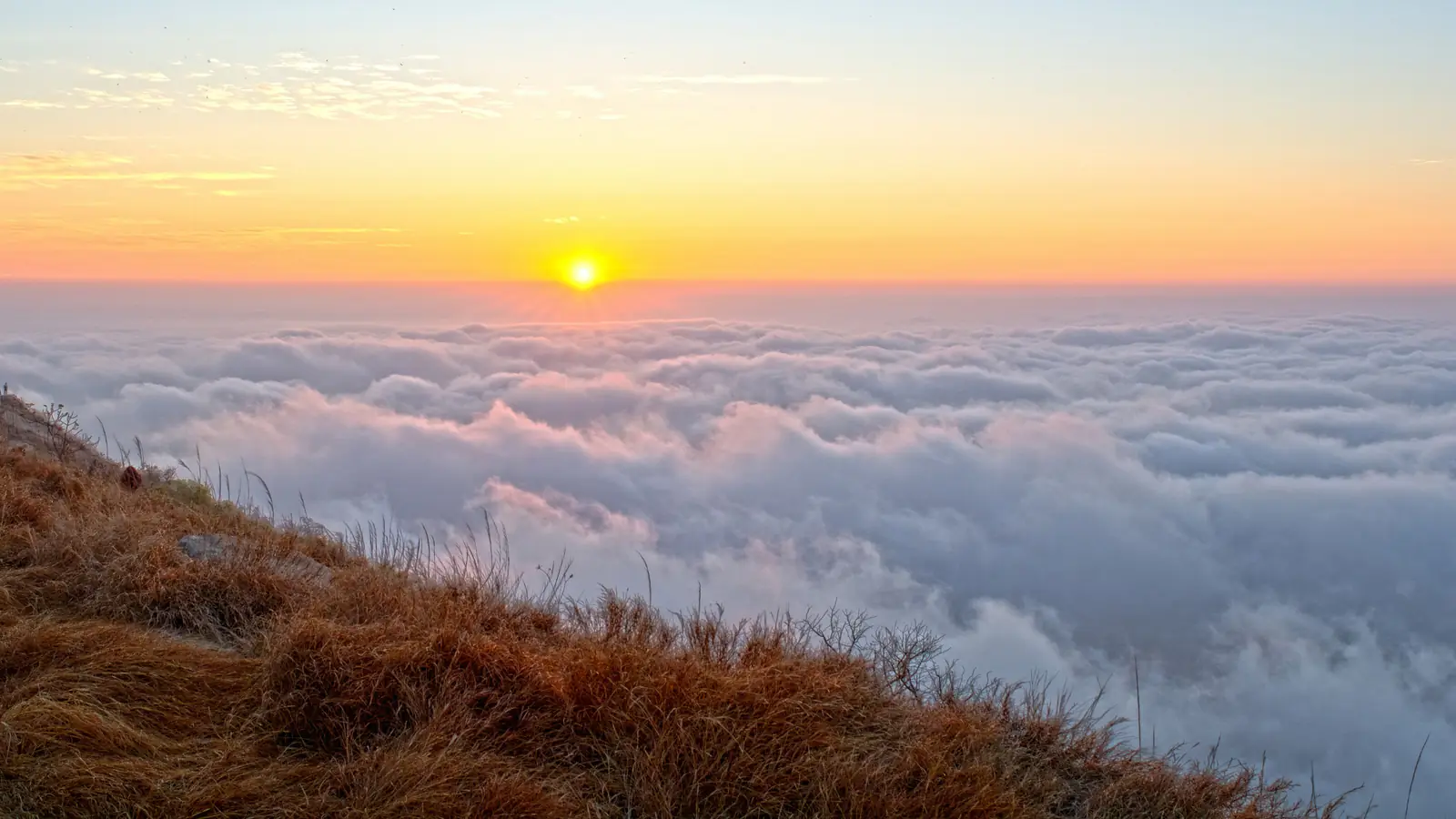 The sun rising above a blanket of cloud seen from a hilltop, the grass in the foreground lit gold